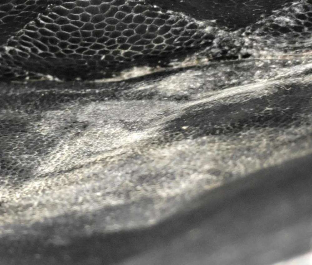 Chanel Classic Flap Jumbo