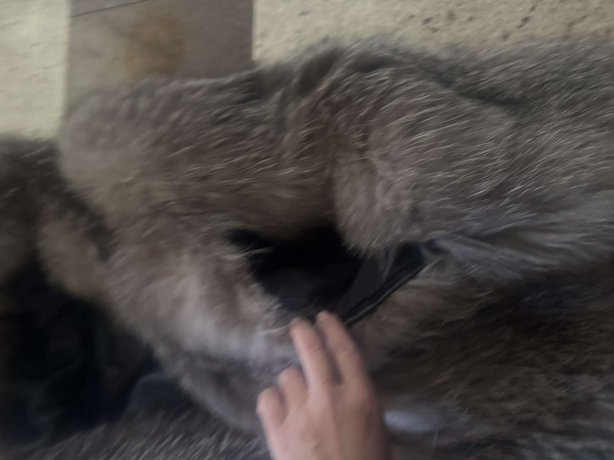 Líščia bunda Escada